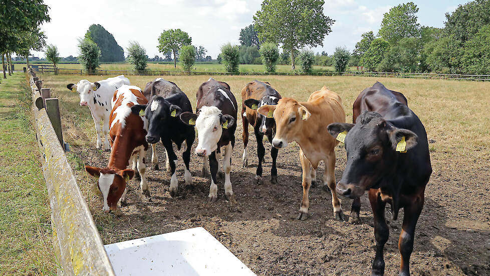 ZuivelNL en de Dierenbescherming pleiten voor het opnemen van verplichte weidegang voor jongvee in het Convenant Dierwaardige Veehouderij.