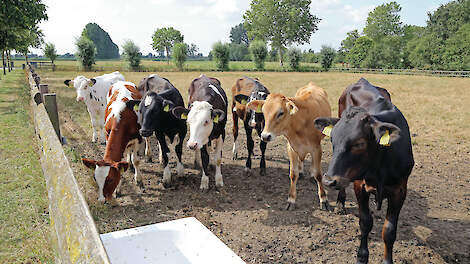 ZuivelNL en de Dierenbescherming pleiten voor het opnemen van verplichte weidegang voor jongvee in het Convenant Dierwaardige Veehouderij.