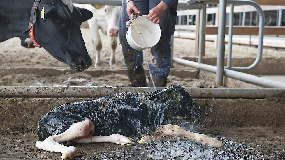 Koud water over de kop (en daarna weer droogwrijven) leidt tot een soort schrikreactie bij het kalf en helpt om het kalf te activeren.