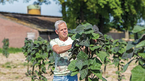 Hubert Linders verzorgt zijn Paulownia-bomen met de nodige zorg. Dieven en een snoeibeurt zijn een vereiste.