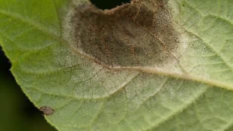 Phytophthora