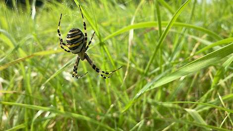 Kleine helper met grote impact