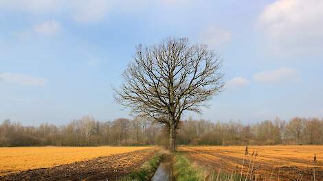 Beeld, van met glyfosaat doodgespoten gras, ter illustratie.