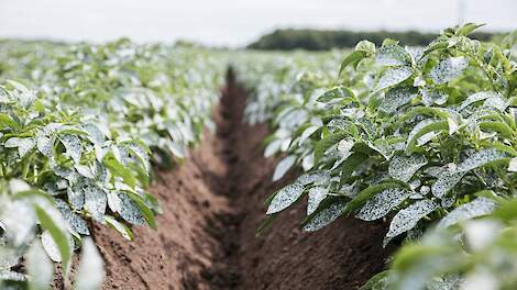 De gecoate percelen kunnen ook als bufferstrook dienen tussen percelen waar de plant genetisch beter beschermd is tegen Y-virus.