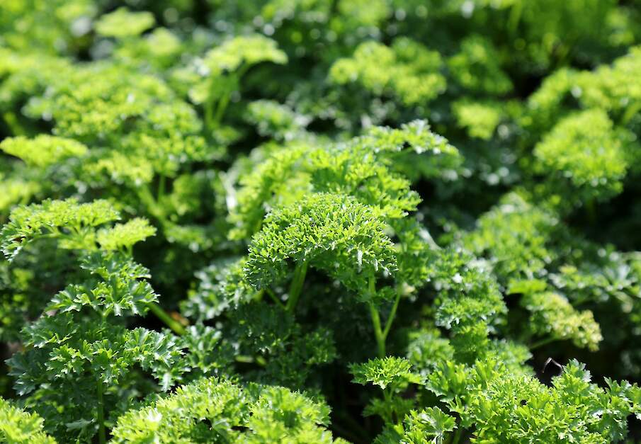 Peterselie van het bedrijf Biotrio in het Brabantse Langeweg.