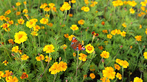 Tagetes