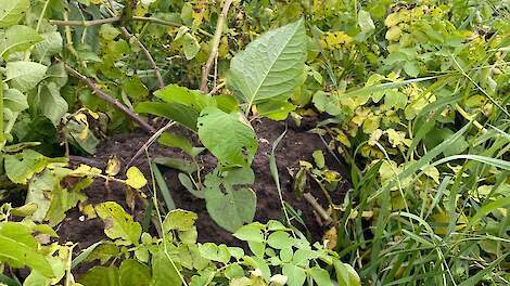 De Japanse duizendknoop - hier tussen de aardappelen - als voorbeeld van een invasieve exoot.