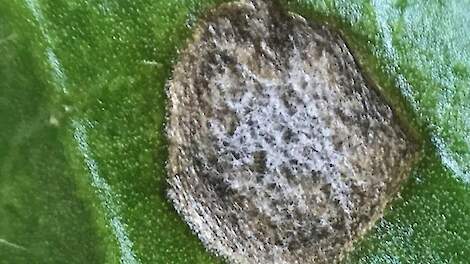 Bladvlek veroorzaakt door cercospora. Kenmerkend zijn de witte sporen op de zwarte sporendragers (bolletjes). De vlekken kunnen worden verward met bladvlekken veroorzaakt door de bacterie pseudomonas, waartegen geen bespuiting kan worden uitgevoerd.