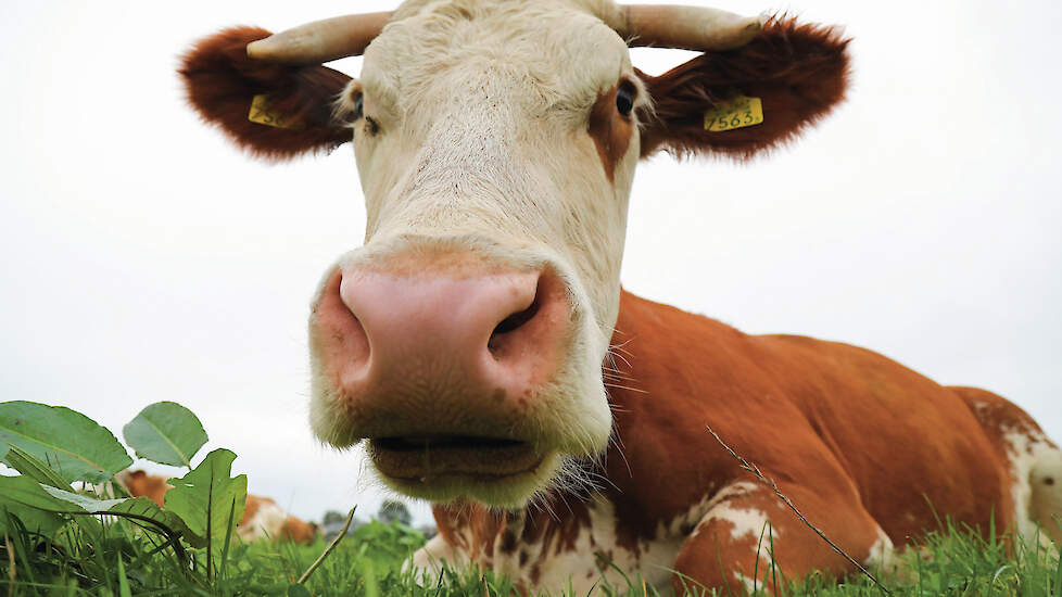 Koeien behouden hun hoorns. Het voornemen is binnen vijftien jaar te stoppen met onthoornen van kalveren.
