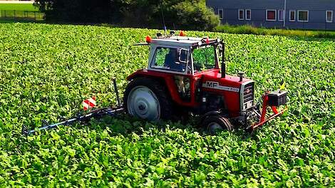 Massey Ferguson 590 met 12-rijer Gebr Plat schoffelbalk
