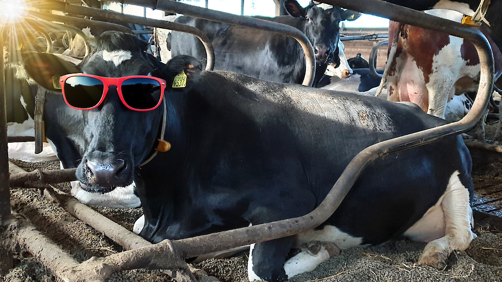 koe met zonnebril en zon in ligbox