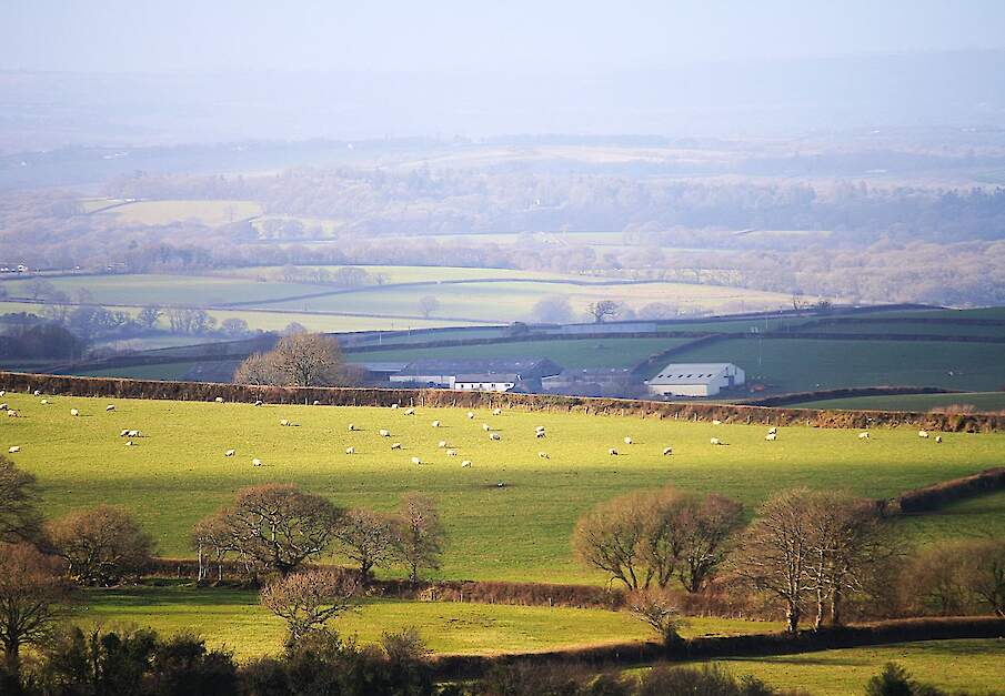 Het platteland van het graafschap Devon. Het aantal melkveehouders in Groot-Brittannië loopt terug, maar ze produceren gemiddeld per bedrijf wel meer melk.