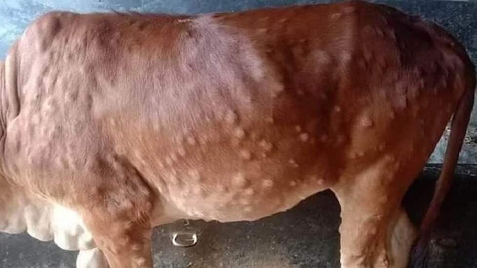 Beeld van een rund met de pokken die kenmerkend zijn voor Lumpy Skin Disease.