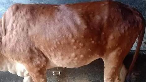 Beeld van een rund met de pokken die kenmerkend zijn voor Lumpy Skin Disease.