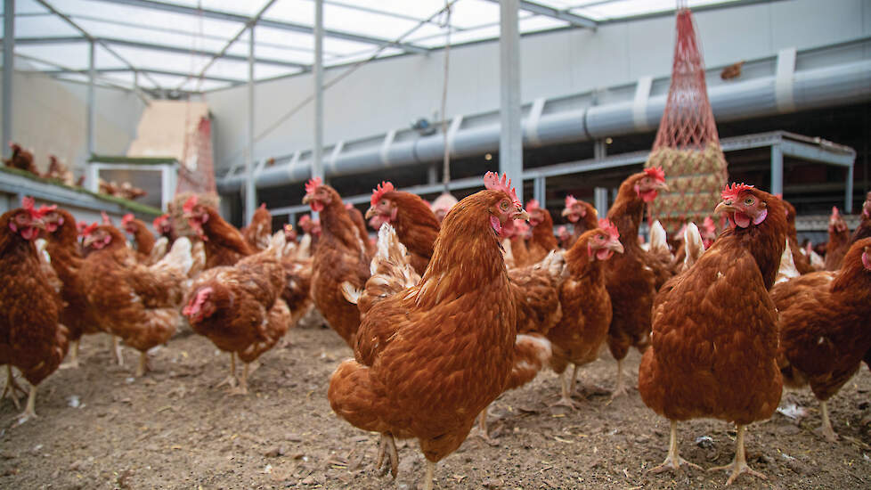 Vanaf 2035 geldt er een verbod op koloniekooien. De bezettingsgraad van leghennen wordt lager naar 8 hennen. Veel concepten hebben al een lagere bezetting.