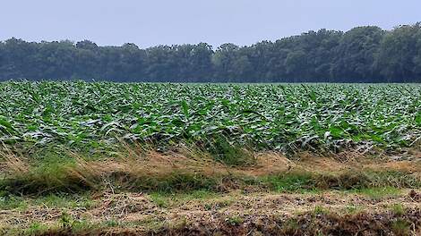 Platte mais nabij Winterswijk.