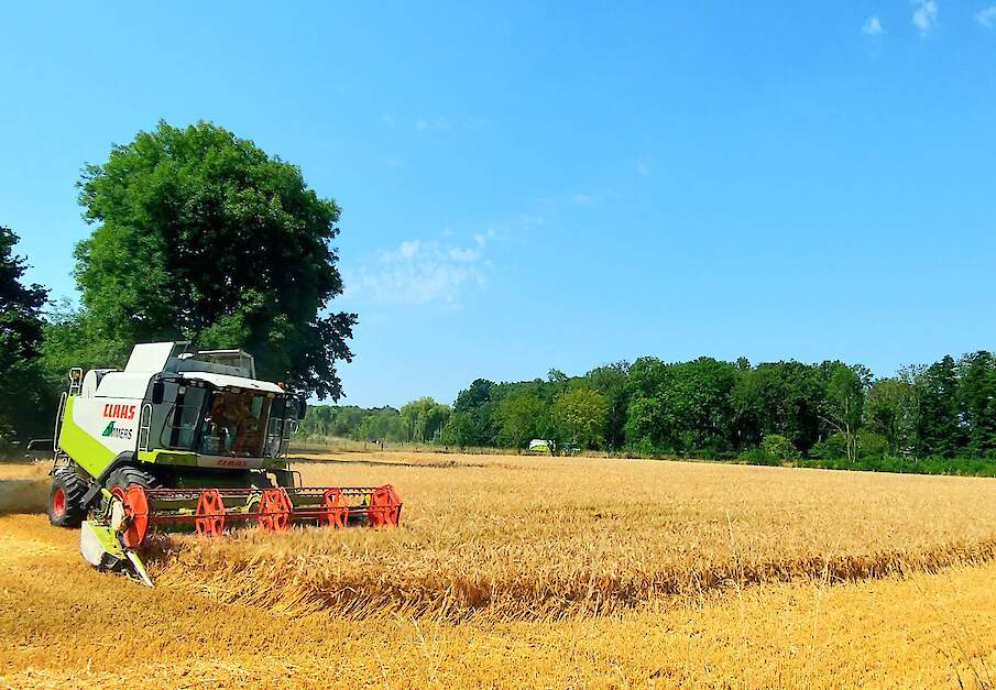 De oogst van de wintergerst is reeds grotendeels achter de rug. Zo ook hier in Sittard waar loonbedrijf Timmers woensdag een van de laatste percelen dorstte.
