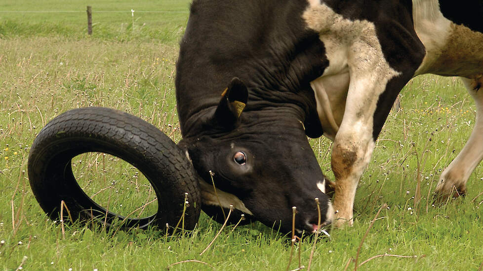 Een stier in de wei blijft altijd een risico. „Ze zijn per definitie uitgerust voor de man-tot-mangevechten”, zegt gedragsbioloog Claudia Vinke.