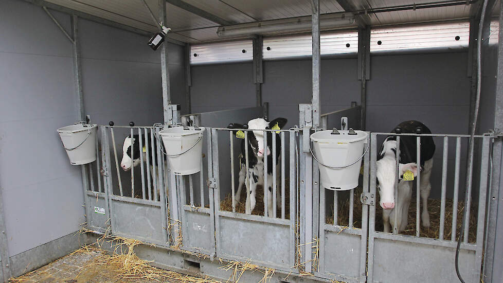 Zwartbonte kalveren worden momenteel voor hogere prijzen verkocht dan Belgisch Blauwe kalveren een jaar geleden.