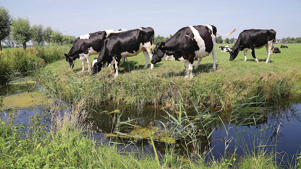 Weidende koeien bij de sloot. Lag eerst het accent in de zuivelmarkt op weidegang, tegenwoordig worden de CO2-reductie en biodiversiteit steeds belangrijker.