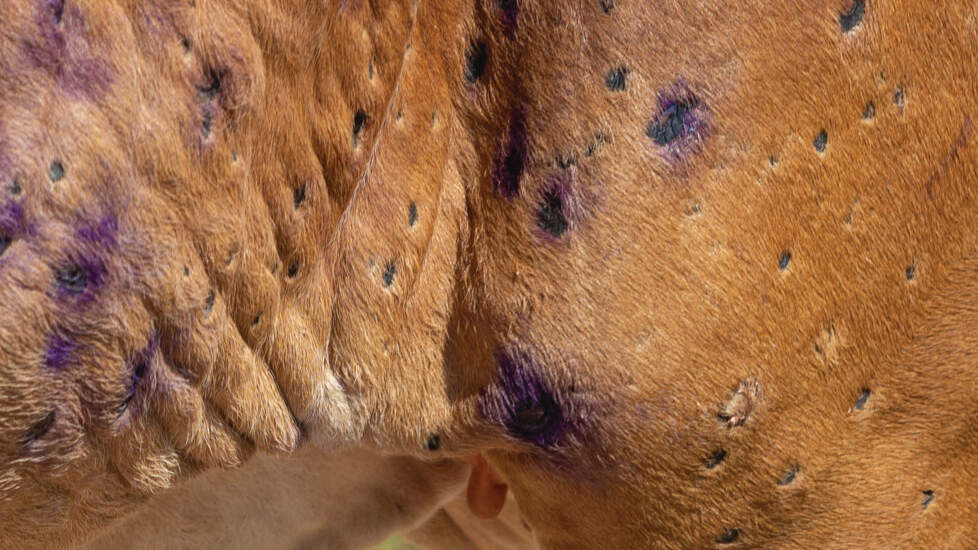 Lumpy skin disease wordt veroorzaakt door een pokkenvirus, het capripox-virus. De ziekte treft uitsluitend rundvee en rundachtigen.