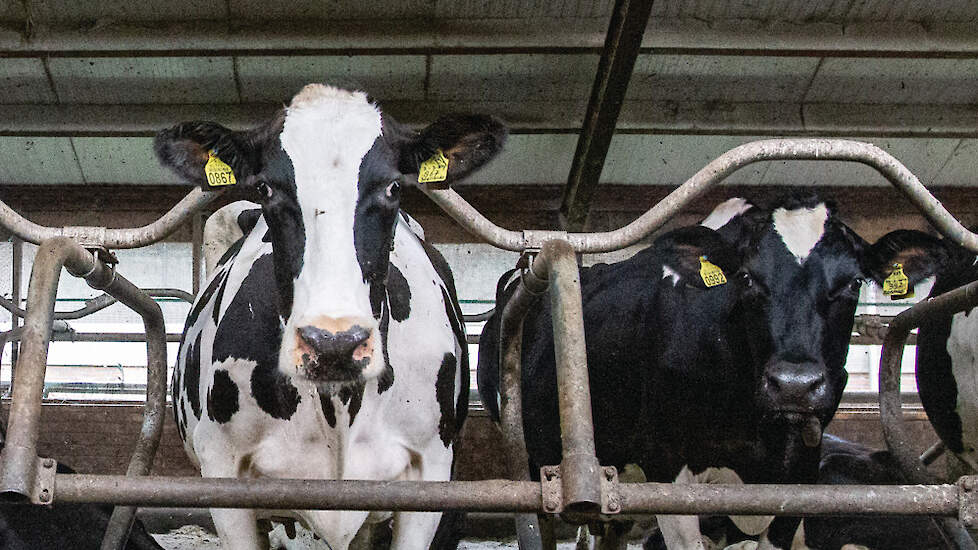 De brede Stellando-dochter Jansje 403 is een kleindochter van Jansje 103, ooit de oudste melkgevende koe. Naast haar ligt Dieuw 95.