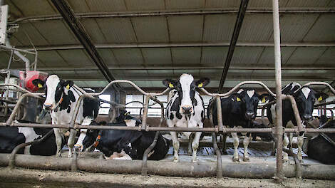 De brede Stellando-dochter Jansje 403 is een kleindochter van Jansje 103, ooit de oudste melkgevende koe. Naast haar ligt Dieuw 95.