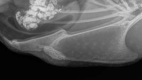 Opname van een legkip met duidelijke fractuur in het middelste borstbeengebied.