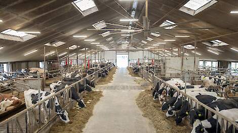 De melkveestal van Schep Holstein