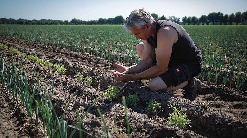 Paul Craenen inspecteert de Lobularia-bloemen in het preiperceel.