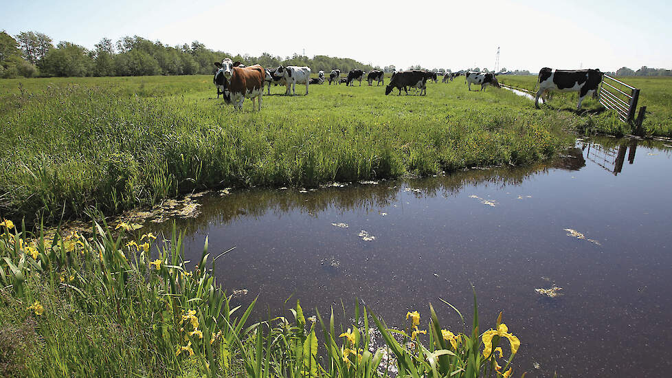 In Noord-Holland hebben de provincie en agrariërs plannen gemaakt om stikstof te reduceren, om landelijke regelgeving voor te blijven.