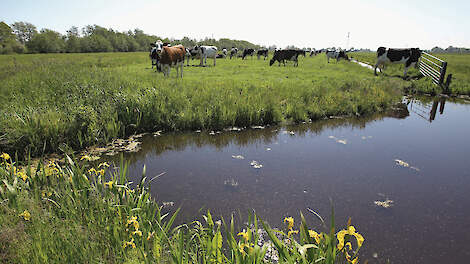In Noord-Holland hebben de provincie en agrariërs plannen gemaakt om stikstof te reduceren, om landelijke regelgeving voor te blijven.