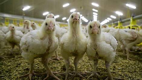 In de AMvB Dierwaardige Veehouderij, die eind juni gepresenteerd werd, zorgt de lagere bezettingsdichtheid van 32 kilogram per vierkant meter voor reguliere vleeskuikens en 7 dieren per vierkante meter voor reguliere vleeskuikenouderdieren voor de grootst