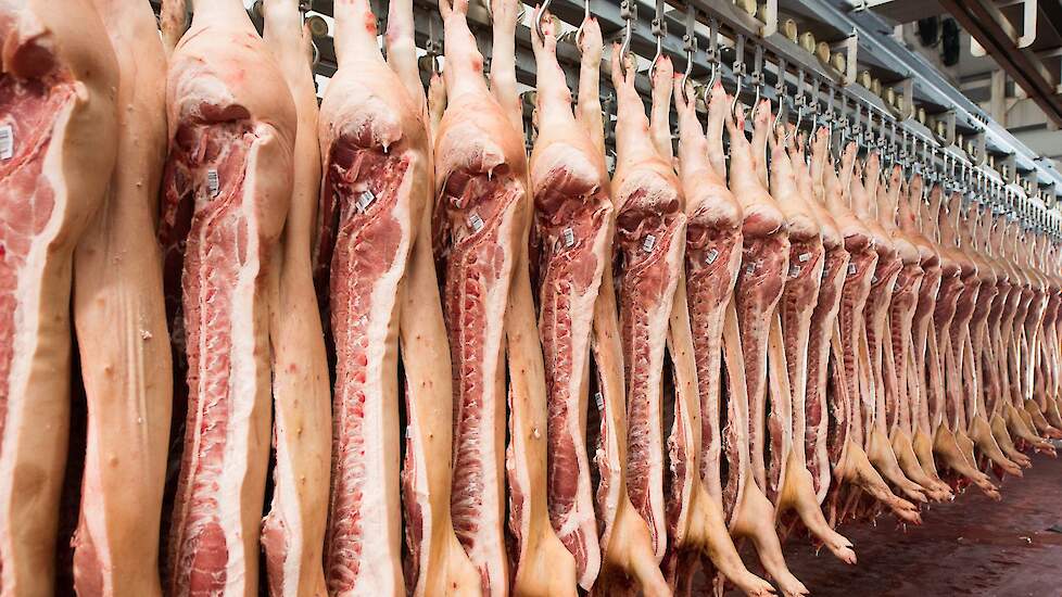 Varkenskarkas met zichtbare longletsels, illustratief voor de impact van luchtwegaandoeningen op vleeskwaliteit en mager vleespercentage.