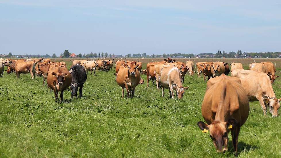 Koeien met Jersey-bloed hebben gemiddeld een hoger gehalte aan verzadigde vetzuren in vergelijking met Holstein-Friesians.