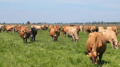 Koeien met Jersey-bloed hebben gemiddeld een hoger gehalte aan verzadigde vetzuren in vergelijking met Holstein-Friesians.
