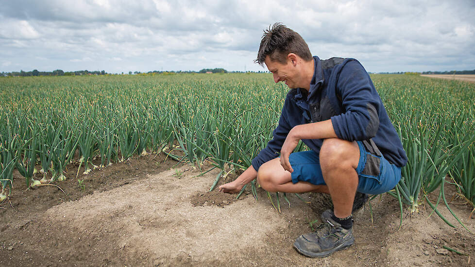 Een betere waterhuishouding en weerbare uien waren voor De Haan redenen om over te stappen op verhoogde beddenteelt.