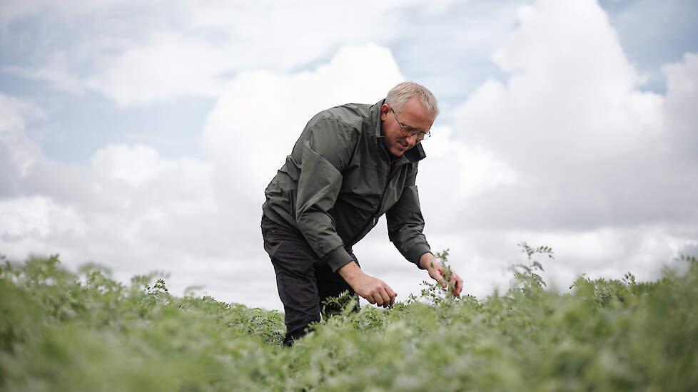 Akkerbouwer Garbrand Meijer van maatschap Meijer Vreugdenhil teelt graan, suikerbieten, uien, peterselie en sinds twee jaar ook peulvruchten, zoals erwten en veldbonen.