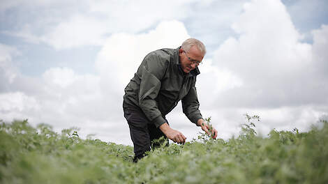 Akkerbouwer Garbrand Meijer van maatschap Meijer Vreugdenhil teelt graan, suikerbieten, uien, peterselie en sinds twee jaar ook peulvruchten, zoals erwten en veldbonen.