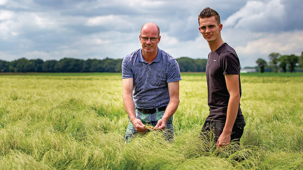 Teff is al lang niet meer ‘het vierde gewas’: het is een missie en een passie geworden voor Feije en Stef Dijksterhuis.