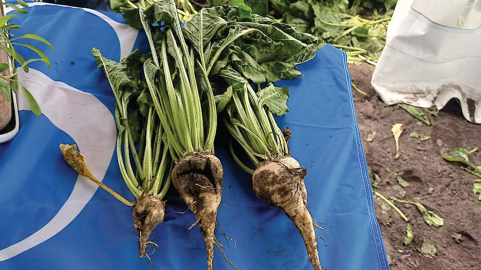 Door aphanomyces krijg je grillige misvormingen van de bieten. Uiteindelijk verteert steeds meer weefsel van de biet en krijg je diepe insnoeringen.