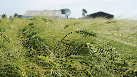Op de proefboerderij in Westmaas heeft Syngenta Seeds verschillende proefvelden met de hybride gerstrassen liggen.