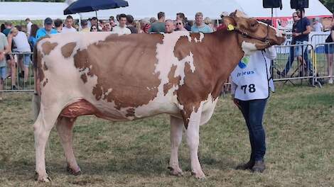 Bossink Joke 78 is Lady Agrifair 2025.