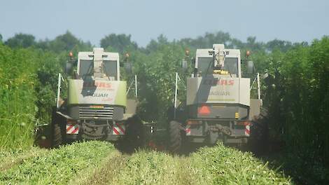 Hempflax Hennep maaien met Claas Jaguar 870 en Claas Jaguar 850 met Kemper maaibek Trekkerweb