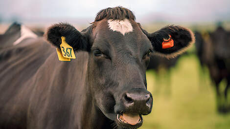 Koe met oranje CowManager sensor