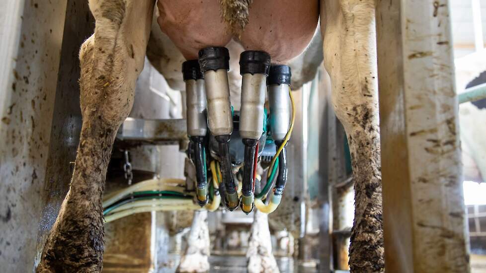 Beeld ter illustratie. Deze foto is niet op het desbetreffende melkveebedrijf genomen.