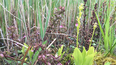 Groenknolorchis in Nieuwkoopse Plassen.