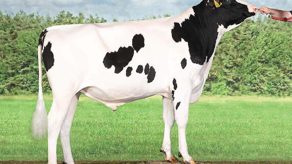 Delta Dolmen (v. Topstone) debuteert met maar liefst 308 TIP. Met ruim 1.500 kilo melk, hoge gehalten, sterk beenwerk en goede klauwgezondheid is hij de nieuwe nummer één van de TIP.
