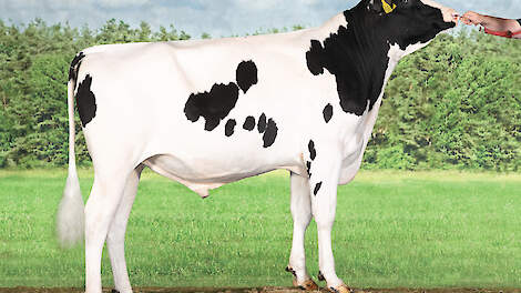 Delta Dolmen (v. Topstone) debuteert met maar liefst 308 TIP. Met ruim 1.500 kilo melk, hoge gehalten, sterk beenwerk en goede klauwgezondheid is hij de nieuwe nummer één van de TIP.