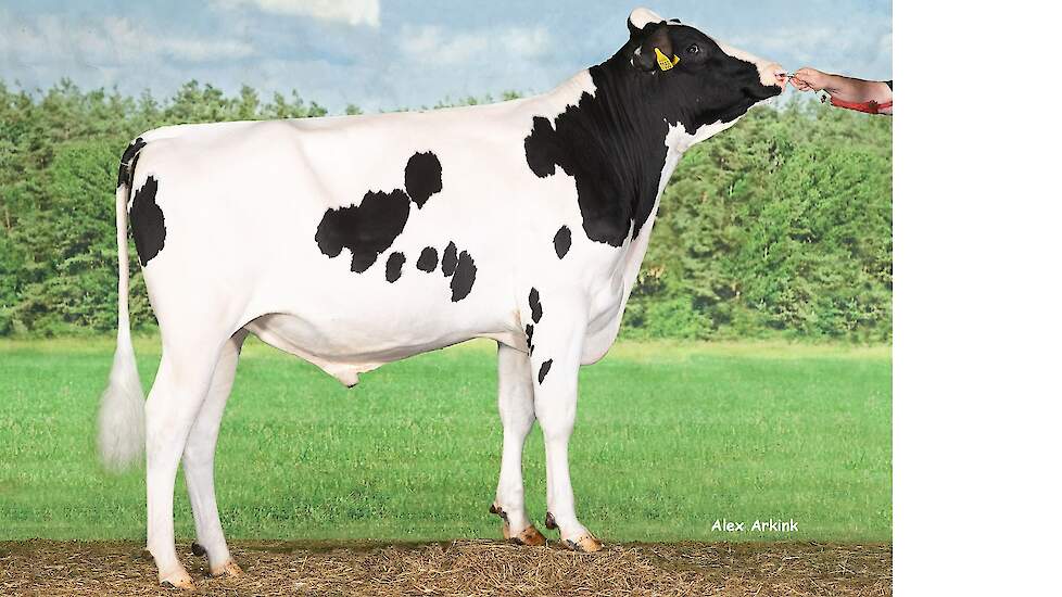Delta Dolmen (v. Topstone) debuteert met maar liefst 308 TIP. Met ruim 1.500 kilo melk, hoge gehalten, sterk beenwerk en goede klauwgezondheid is hij de nieuwe nummer één van de TIP.